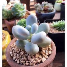 Seeds Pachyphytum Oviferum, Succulent, 10 Seeds - 變體1 - View 4