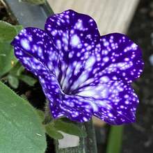 195+ Graines de Pétunie Rare Night Sky - Graines de Pétunie Dwarf Wave pour la plantation dans le jardin domestique, non-OGM, variétés anciennes. - Voir 4