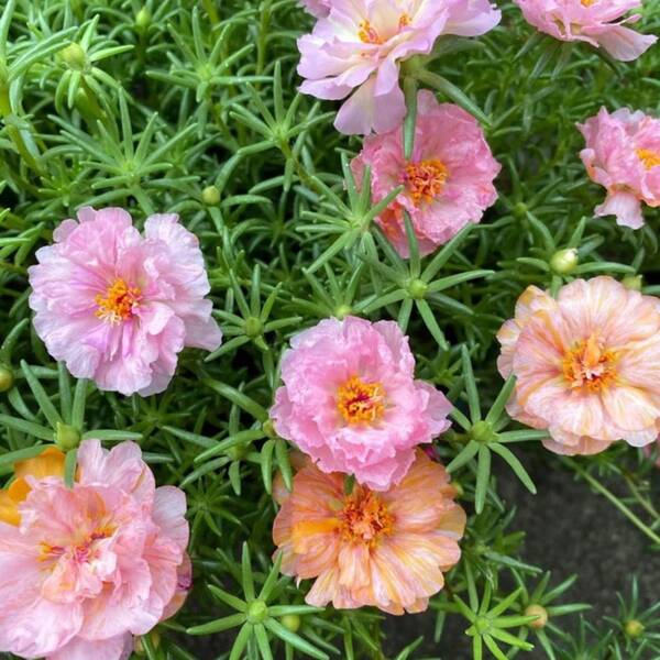 Flower Seeds