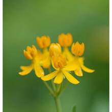 Flower Seeds - View 3