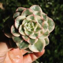Seeds Plants, Echeveria Nuda Variegated - Variant1 - View 4