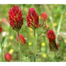 Flower Seeds - View 4
