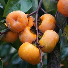 Flower Seeds - View 1