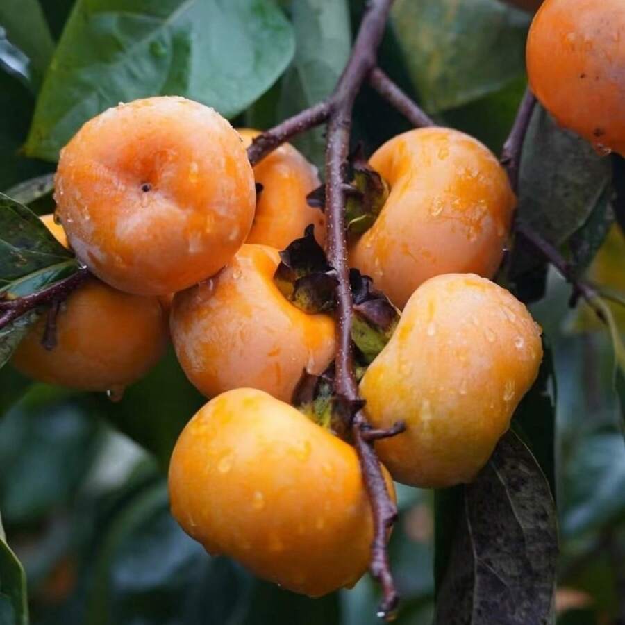 Flower Seeds - View 1