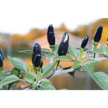 Flower Seeds - View 1