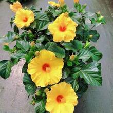 Flower Seeds - View 1