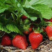 Graines de haute qualité, 2000 pièces, Graines de Fraise Perpétuelle, Graines de Fraise Quatre Saisons, Graines de Fruits pour la plantation de fleurs et de plantes en extérieur, Horticulture Naturelle - Voir 4