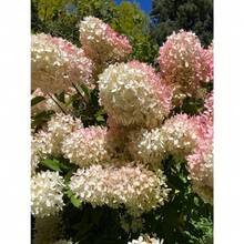 Flower Seeds - View 7