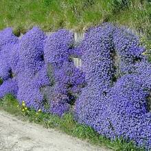 Semillas de flores - Ver 1