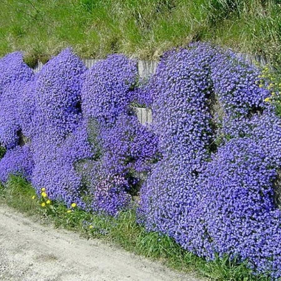 Semillas de flores - Ver 1