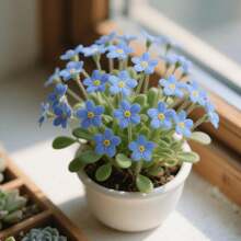 Flower Seeds - View 1