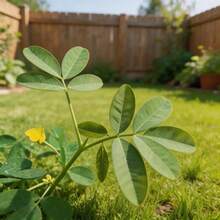 Flower Seeds - View 4