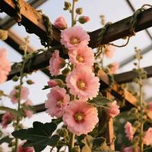 Plant Seeds - View 3