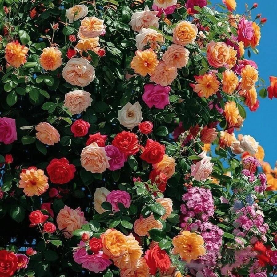 184 High Germination Ratepcs/Mixed Seeds Climbing Roses For Planting - Pretty Climbing Outdoors Ornamental Roses Flowers Rosa Bush Vine Climber Long-Blooming - 184pcs - View 1