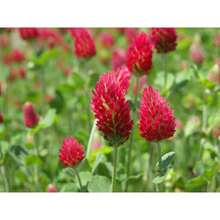 Flower Seeds - View 2