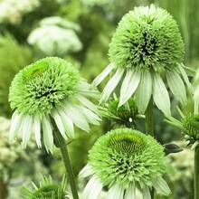 Flower Seeds - View 1