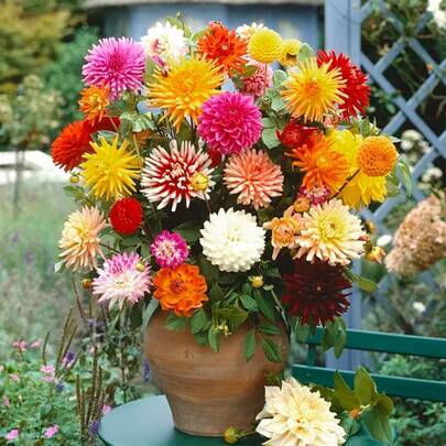 Flower Seeds