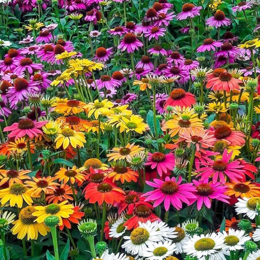 121 Graines de Conifère Mélangées - Graines de Fleur d'Echinacée, Plantes à Floraison Perenne, Graines de Conifère --- Chaque paquet est étiqueté avec le nom du produit. - Voir 1