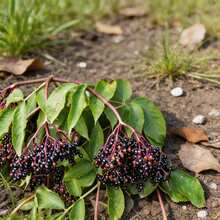 Flower Seeds - View 3