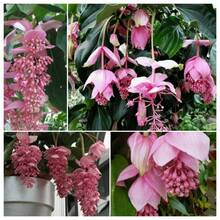 Flower Seeds - View 4