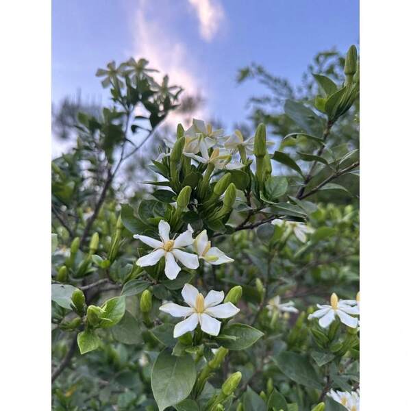Semillas de flores