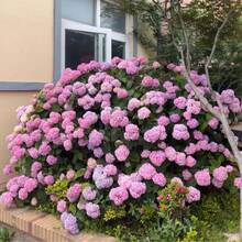 Plantera frön - Visa 3