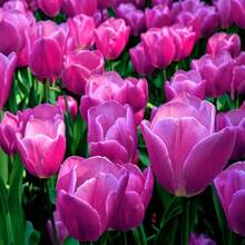 122Pcs Tulip Seed Flowers Are Beautiful For Sunny Garden Planting - 122件 - 查看 3