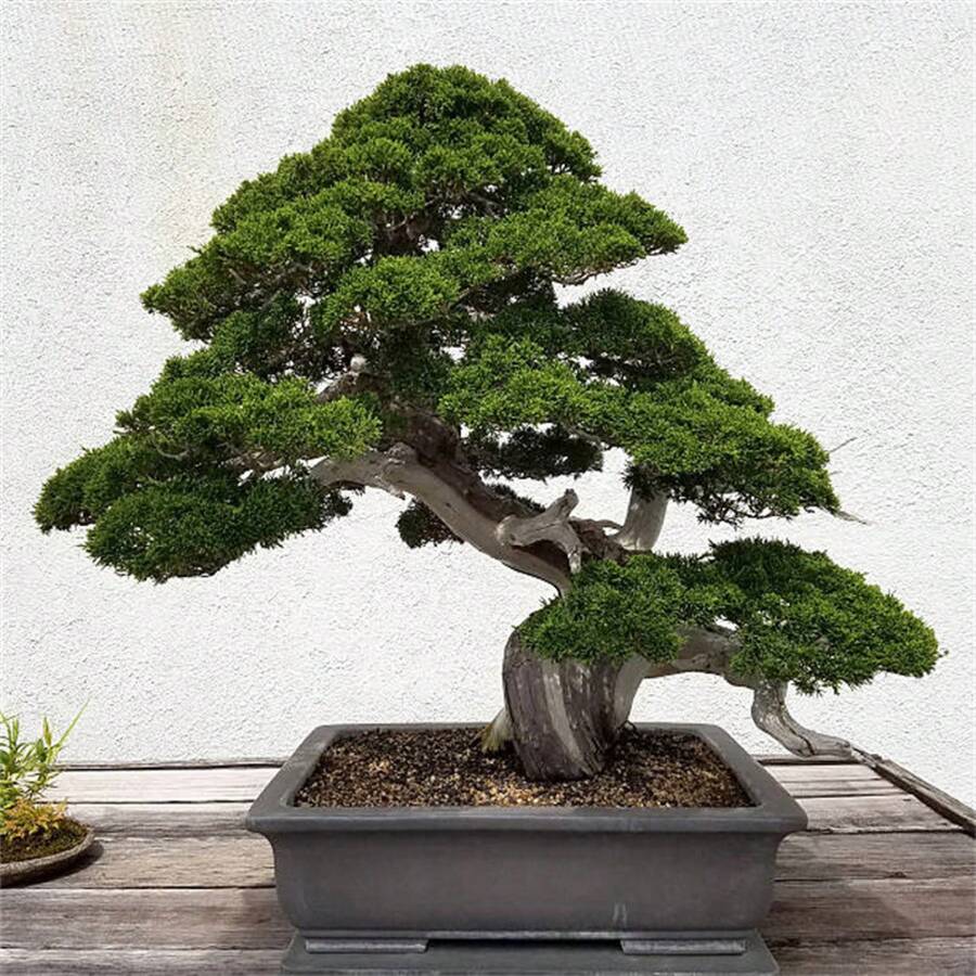189 Japanese Potted Black Pine Tree Suitable For Gifts---Each Package With Products Name Label - 189pcs - View 1