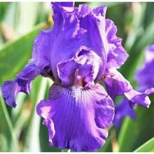 Flower Seeds - View 2