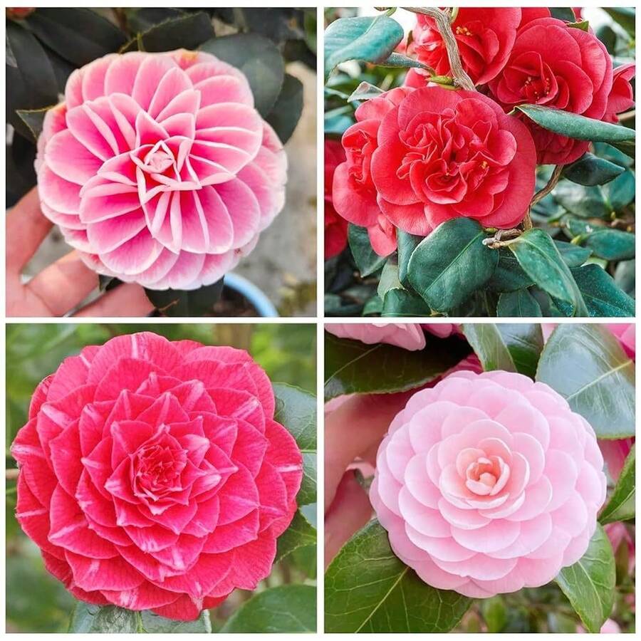 Sementes de flores - Ver 1