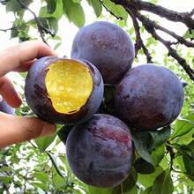 Flower Seeds - View 4