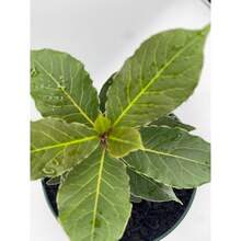 188 graines de plantes, graines de fleurs -- graines de Laurier Nervuré avec feuilles de laurier séchées, Méditerranéen, Laurier Nervuré, Plantes à feuilles persistantes d'intérieur/extérieur, Plantes à feuilles de laurier, Plantes ornementales, Plantes d'intérieur - Voir 4