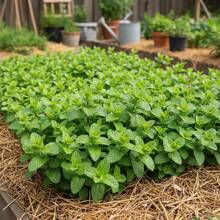 1000 Count Mint Seeds, For Culinary Herb Use, Normal Germination Cycle - 1000 Pcs - View 1