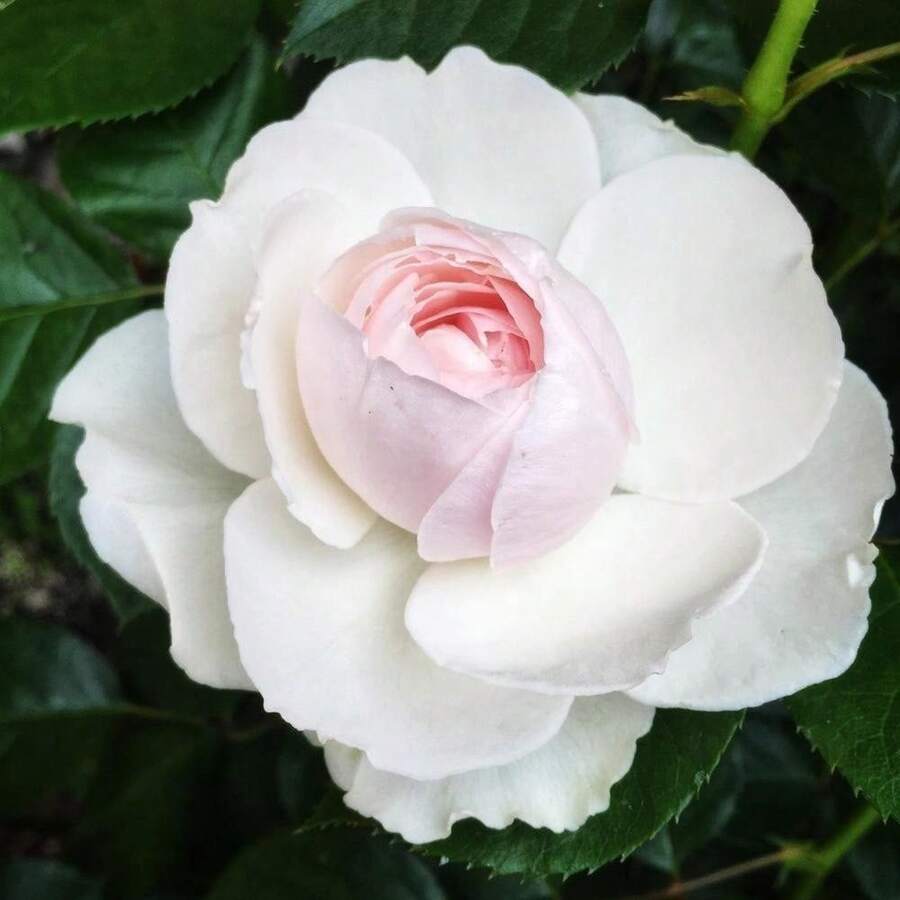 Pink Earth Angela Multi-Flower Rose Seeds - Perennial - Authentic Seeds - Mixed Seeds - SEED - View 1