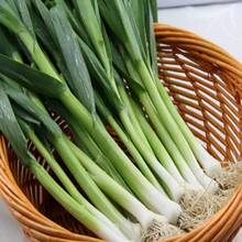 197 graines horticoles d'ail et d'oignon - variétés traditionnelles adaptées au jardinage domestique et à la culture agricole - Voir 5