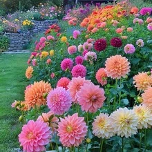 Semi di fiori - Visualizzare 2