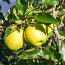 165 High Germination RateFruit Tree Seeds--Pcs Yellow Apple Trees Seeds-Non GMO-Easy To Plant - 165pcs - View 5