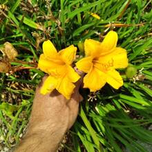 205pcs Yellow Flower Seeds Are Suitable For Planting In The Garden - 205 - View 3
