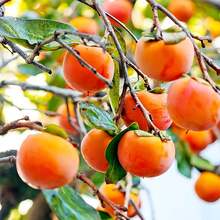 347 pièces de graines de kaki - Graines d'arbre à kaki, délicieuses et sucrées, sans OGM, variété traditionnelle, les graines peuvent être plantées soi-même et donner lieu à de délicieux arbres fruitiers. - Voir 4