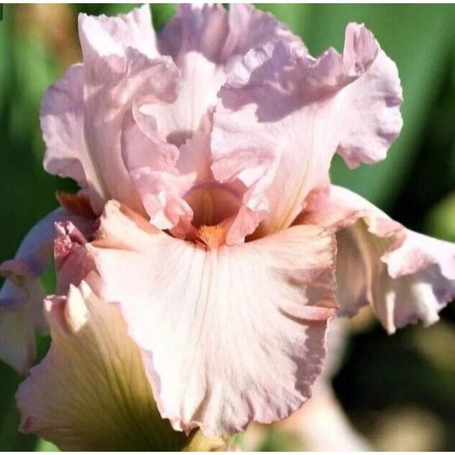 Flower Seeds - View 1