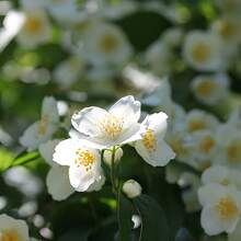 58 magnifiques graines de jasmin à fort taux de croissance, sans OGM, pour un jardin doux et chaleureux, idéales pour la plantation en extérieur. - Voir 2