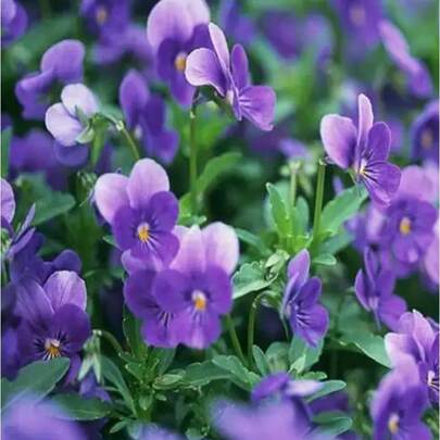 Blumensamen