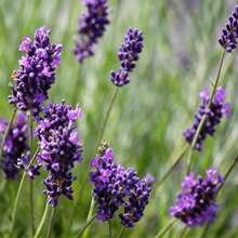 5000 Graines de Lavande, Fleurs Ornementales pour la Décoration de la Maison, du Jardin et du Balcon - Voir 5