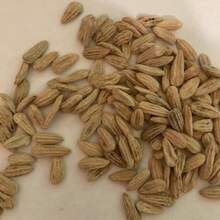Seeds 1 Lb Wild Olive Tree Seeds (Nyssa Aquatica) - Swamp Tupelo - 10 Seeds - View 4