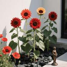 Plant Seeds - View 3