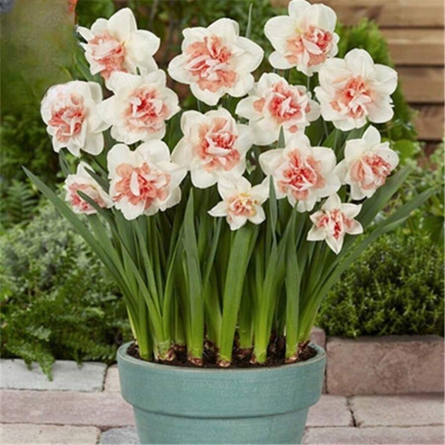 Semi di fiori - Visualizzare 1
