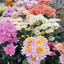 165 Mixed Color Chrysanthemum Seeds For A Vibrant Garden Bed - 165 piezas - Ver 5