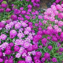 Flower Seeds - View 6