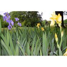 Flower Seeds - View 3