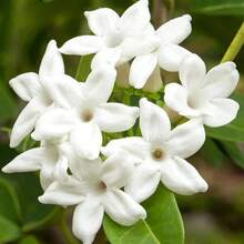 Plant Flowers23P Jasmine Flower For Planting-Non-GMO Jasmine Plant Fragrant Flower Garden Home - 23pcs.seeds - View 2